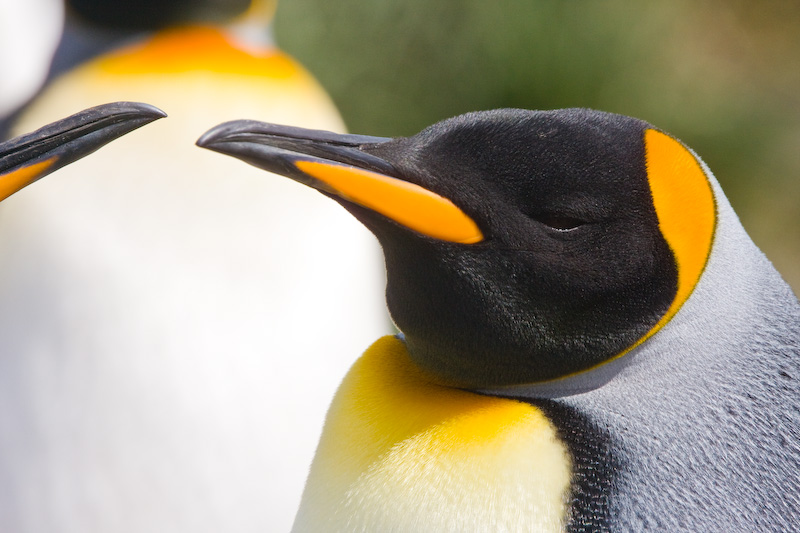 King Penguin